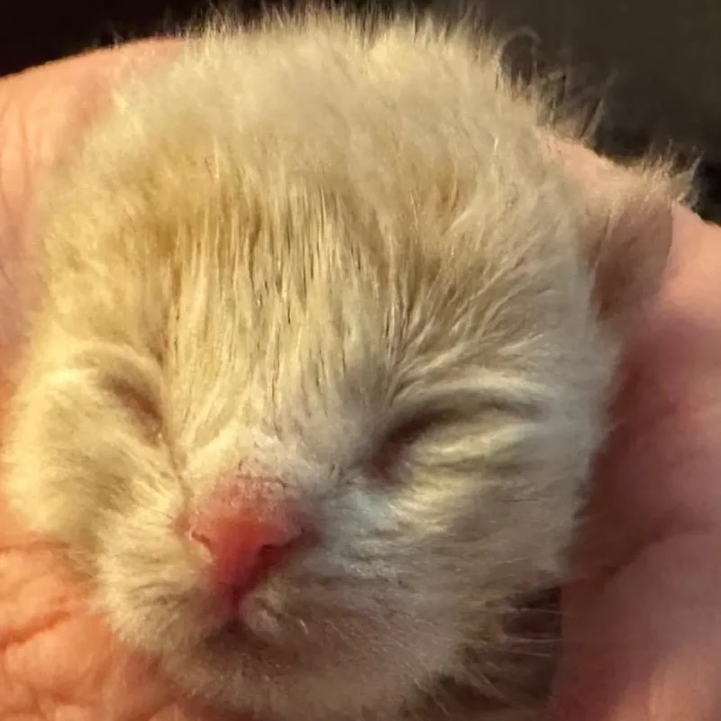 Butter Bean Wkh thumbnail 4