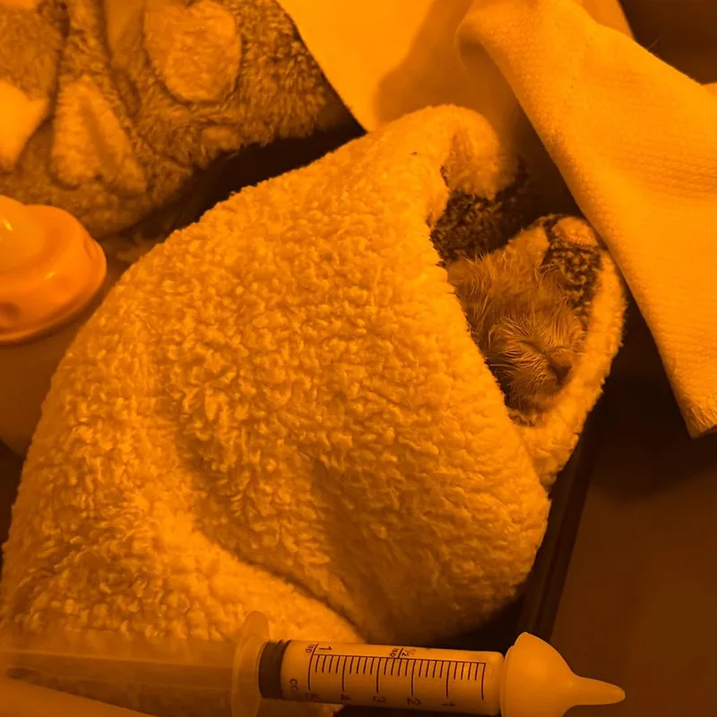 A baby small-sized female Cream / Ivory Domestic Short Hair cat named Butter Bean Wkh for adoption in Independence, MO