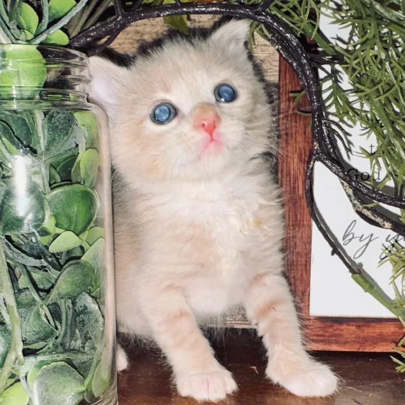 Butter Bean Wkh thumbnail 5