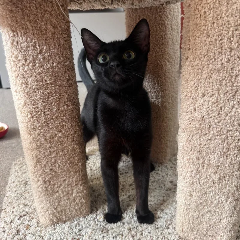 A young medium-sized female Domestic Short Hair cat named Stella Luna for adoption in Sarasota, FL