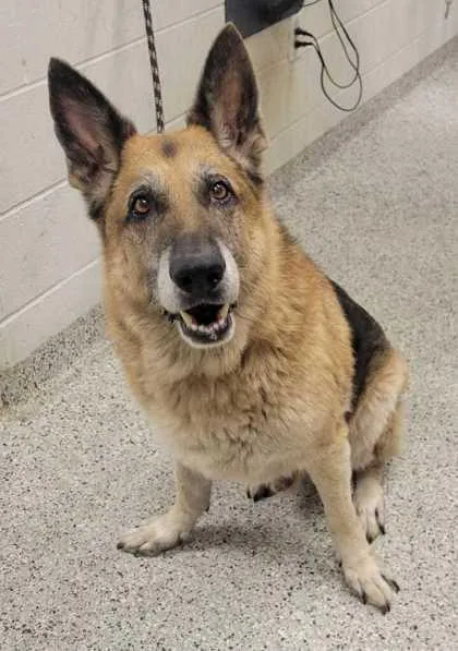 A senior extra large-sized male German Shepherd Dog dog named Ares for adoption in Kansas City, MO