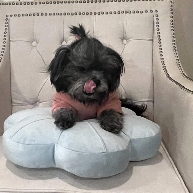 An adult small-sized female Black Shih Tzu dog named Lolita for adoption in Houston, TX