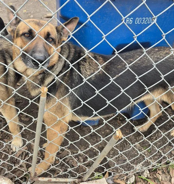 A young medium-sized female German Shepherd Dog dog named Nora for adoption in San Antonio, TX