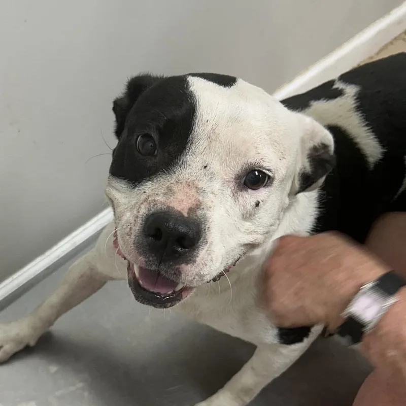 An adult medium-sized female White / Cream Pit Bull Terrier dog named Nia for adoption in Starkville, MS