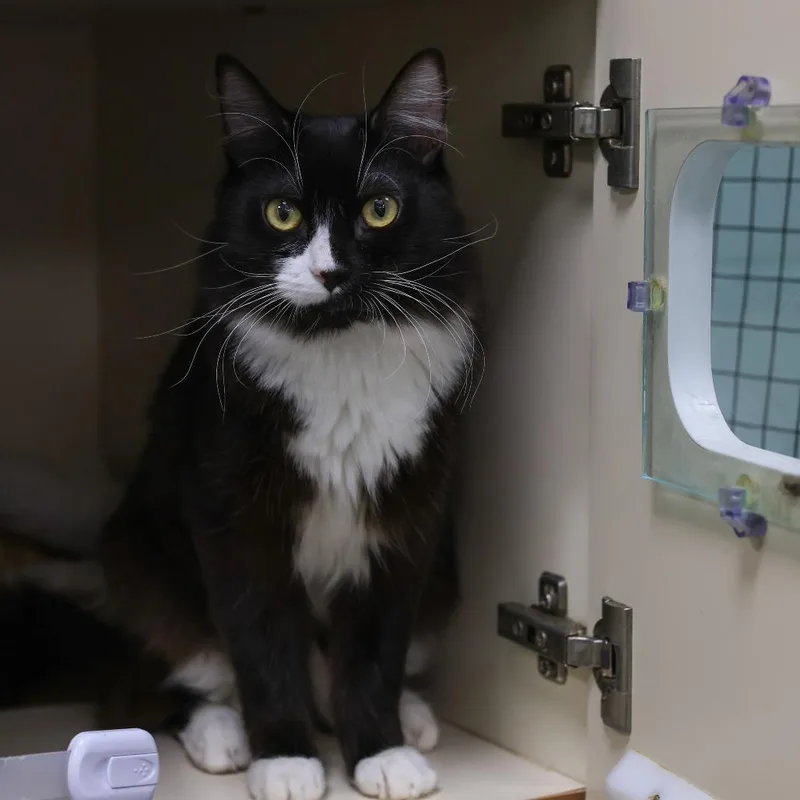 A young small-sized male Black Domestic Short Hair cat named Marcus for adoption in Los Angeles, CA