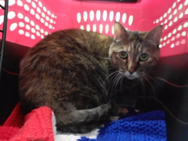 A senior small-sized female Domestic Short Hair cat named Putty Cat for adoption in Omaha, NE