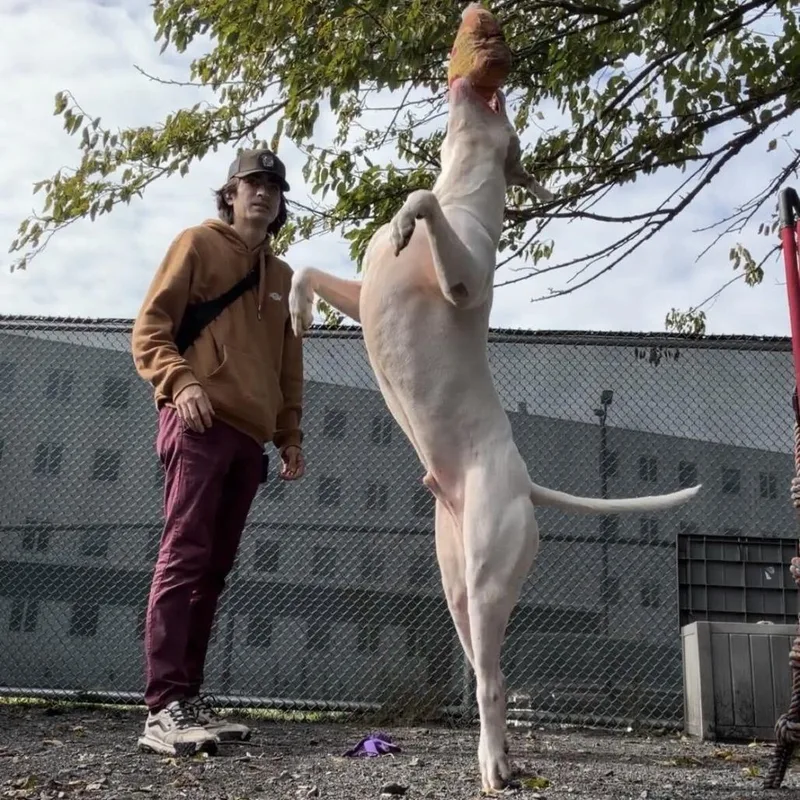 An adult medium-sized male Pit Bull Terrier dog named Prince for adoption in Perkiomenville, PA