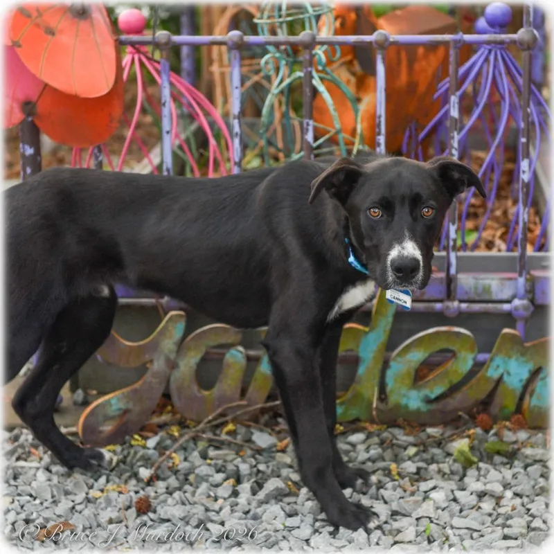A young medium-sized male Black Labrador Retriever dog named Cannon for adoption in Wake Forest, NC