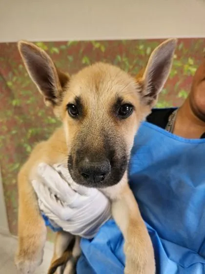 A young small-sized male Shepherd dog named Axel for adoption in San Antonio, TX