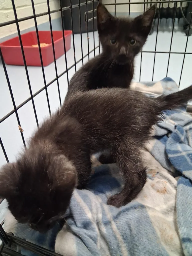 A baby small-sized female Domestic Short Hair cat named Lila for adoption in Cartersville , GA