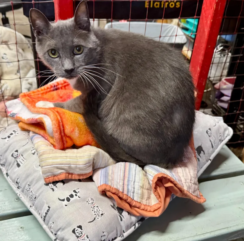 An adult medium-sized male Domestic Short Hair cat named Kaiju bonded with Samantha for adoption in Centerville, GA