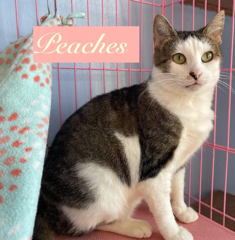 A senior medium-sized female Domestic Short Hair cat named Peaches for adoption in Westfield, NY
