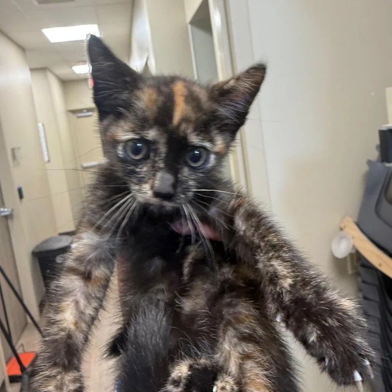 A baby small-sized female Calico Domestic Short Hair cat named Shakarti for adoption in Portland, TX