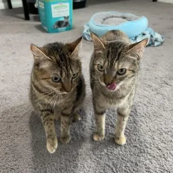 M&m & Lindale thumbnail 3