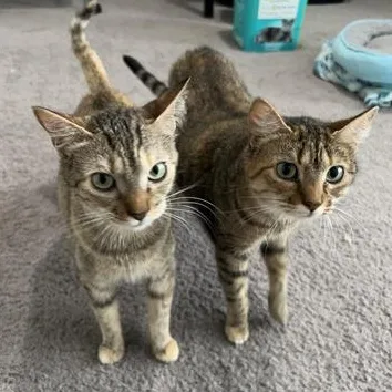 M&m & Lindale thumbnail 4