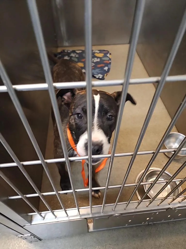 A young medium-sized male Mixed Breed dog named Chungus for adoption in Rome, GA