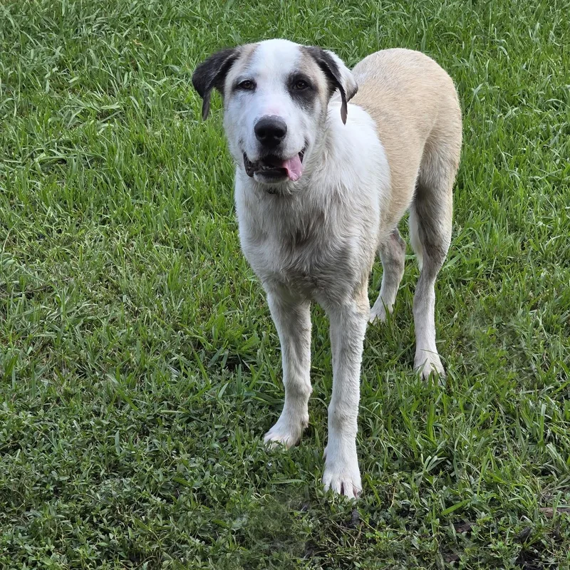 An adult large-sized male White / Cream Great Pyrenees dog named Kolby for adoption in Houston, TX