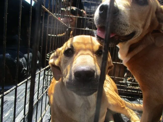 A young small-sized female Labrador Retriever dog named Pippie for adoption in Ocala, FL