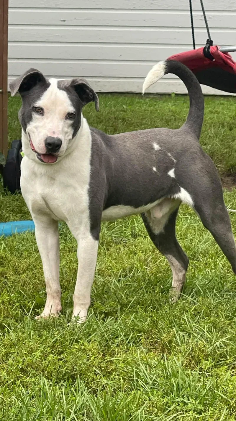 An adult medium-sized male Gray / Blue / Silver Mixed Breed dog named Elliot for adoption in Clinton, WI