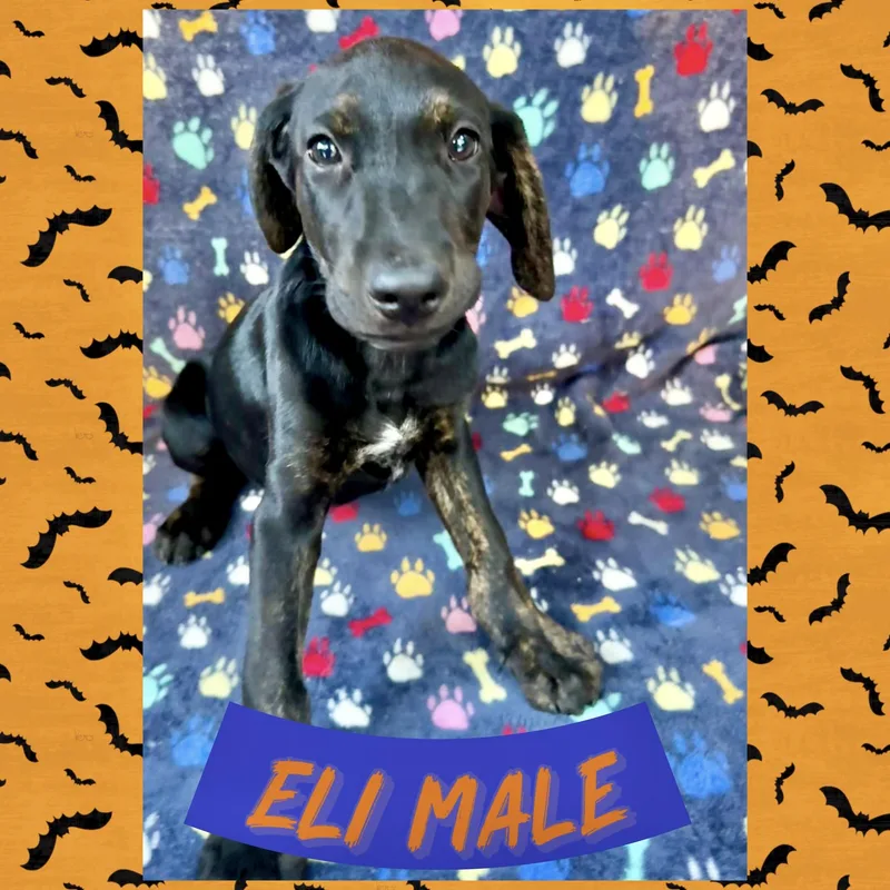 A baby medium-sized male Labrador Retriever dog named Eli for adoption in Manchester, CT