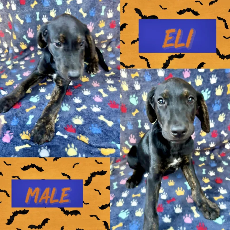 Eli thumbnail 2
