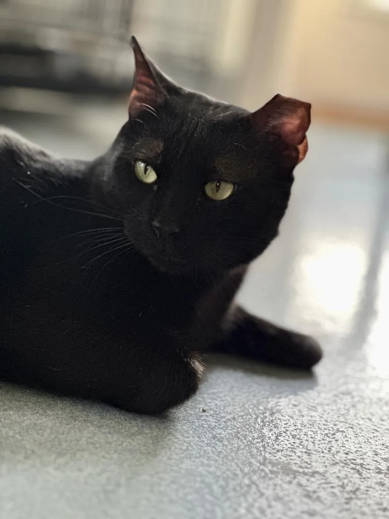 An adult medium-sized male Domestic Short Hair cat named Olson for adoption in Cumberland, ME