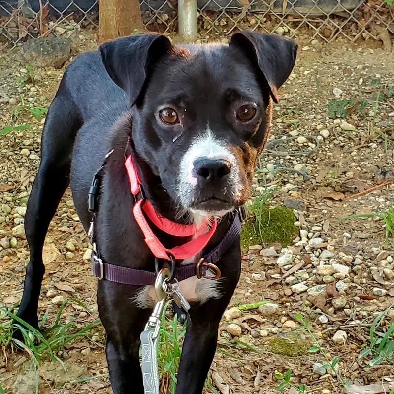 An adult medium-sized female Black Boxer dog named Tamsyn for adoption in Falls Church, VA