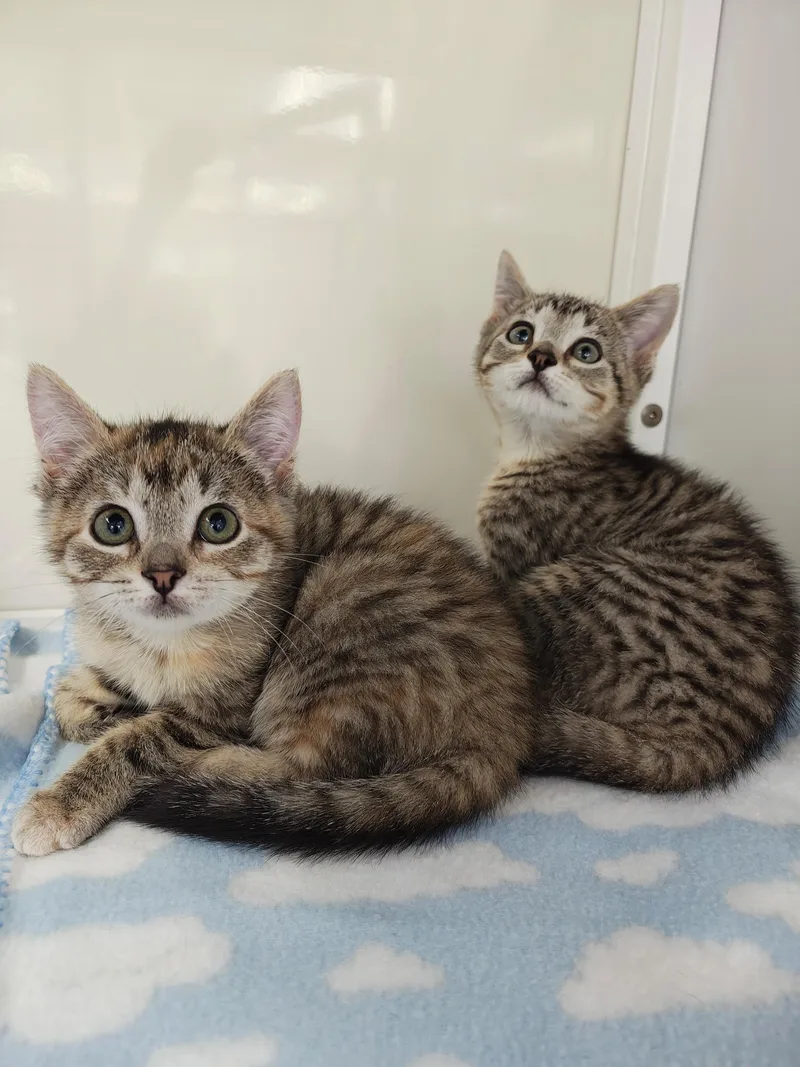 A baby medium-sized female Domestic Short Hair cat named Ella Langley & Miranda for adoption in Oconto, WI
