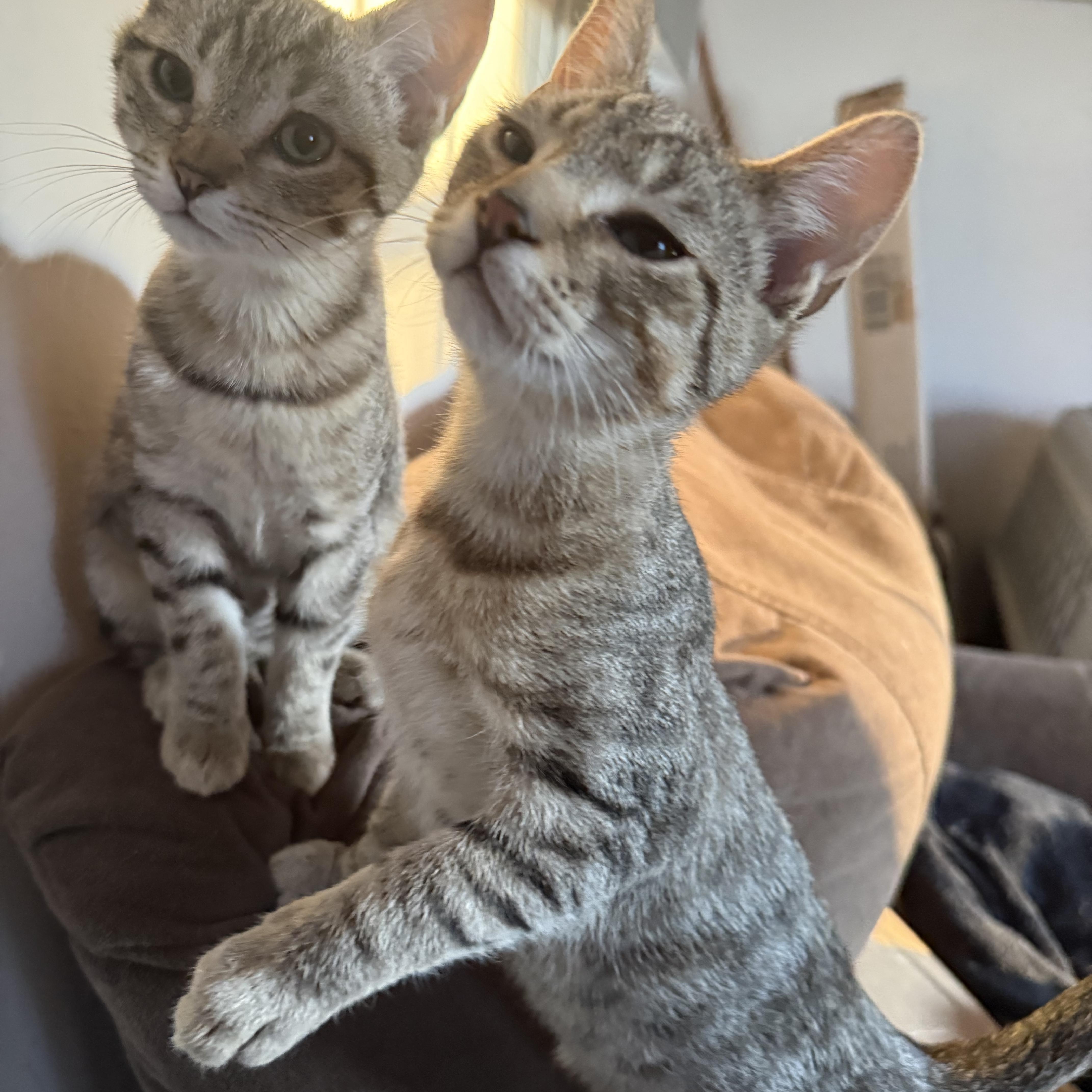 A baby small-sized male Domestic Short Hair cat named Pumpkin for adoption in Avondale, PA
