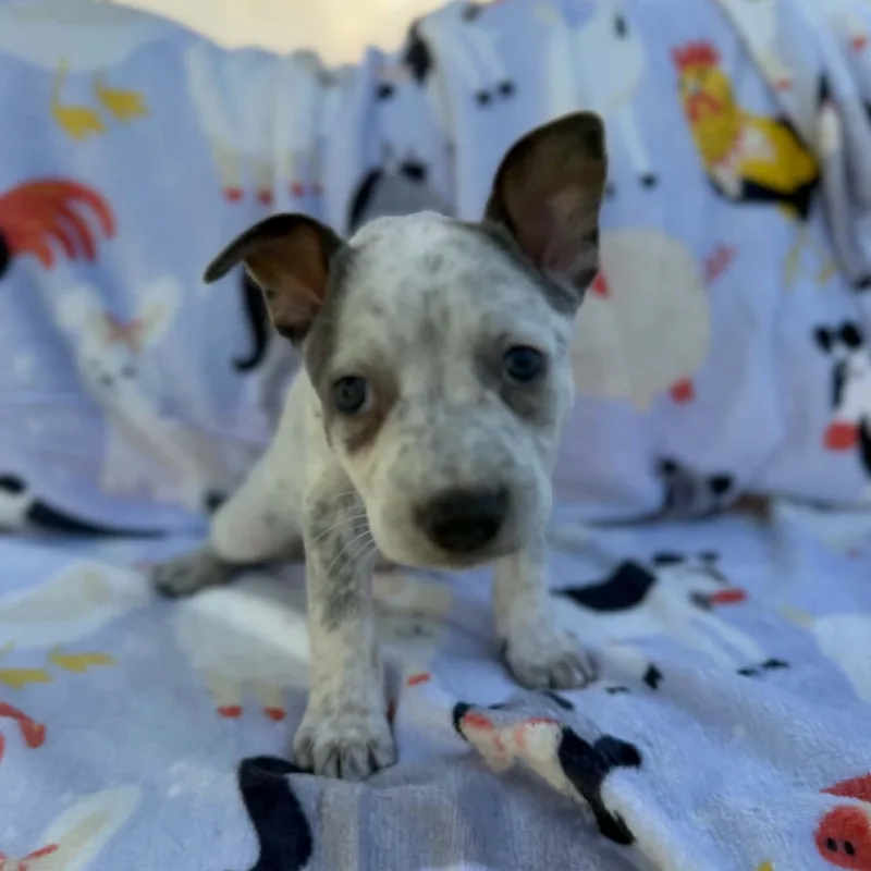 A baby medium-sized female Australian Cattle Dog / Blue Heeler dog named Rosie for adoption in Dysart, IA