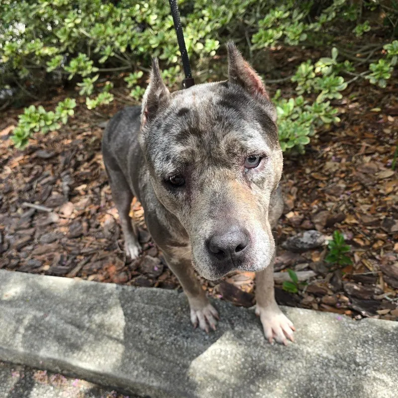 An adult large-sized female Gray / Blue / Silver Mixed Breed dog named Dianna for adoption in Williston, FL