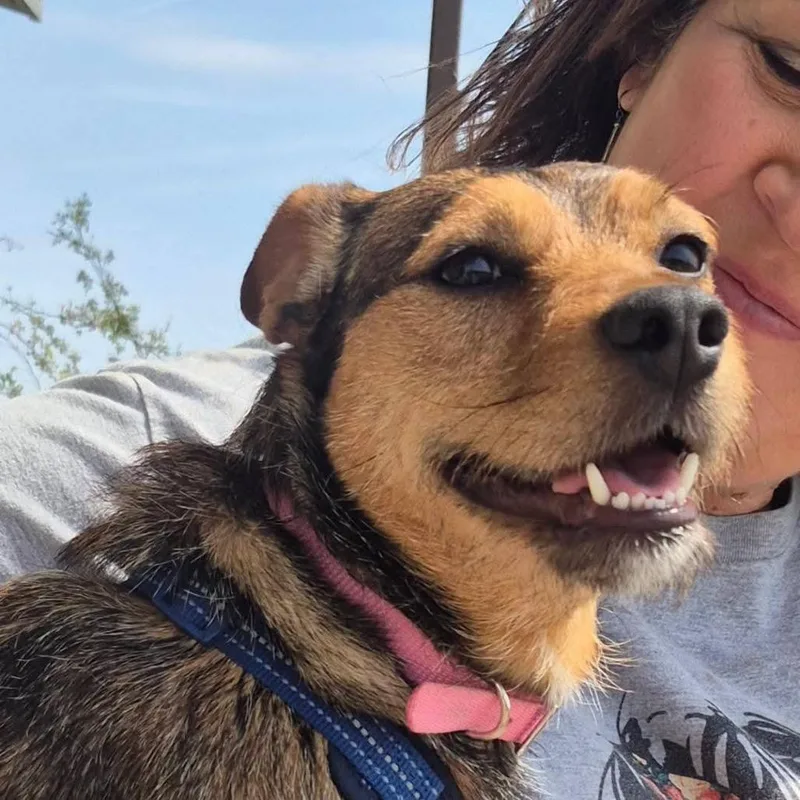 A young small-sized female Terrier dog named Nymphadora for adoption in Crystal, MN