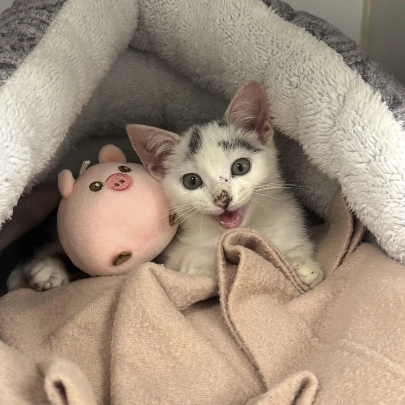 A young small-sized female Domestic Short Hair cat named Kirby for adoption in Reisterstown, MD