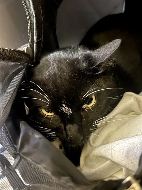 An adult medium-sized male Domestic Short Hair cat named General for adoption in Santa Cruz, CA