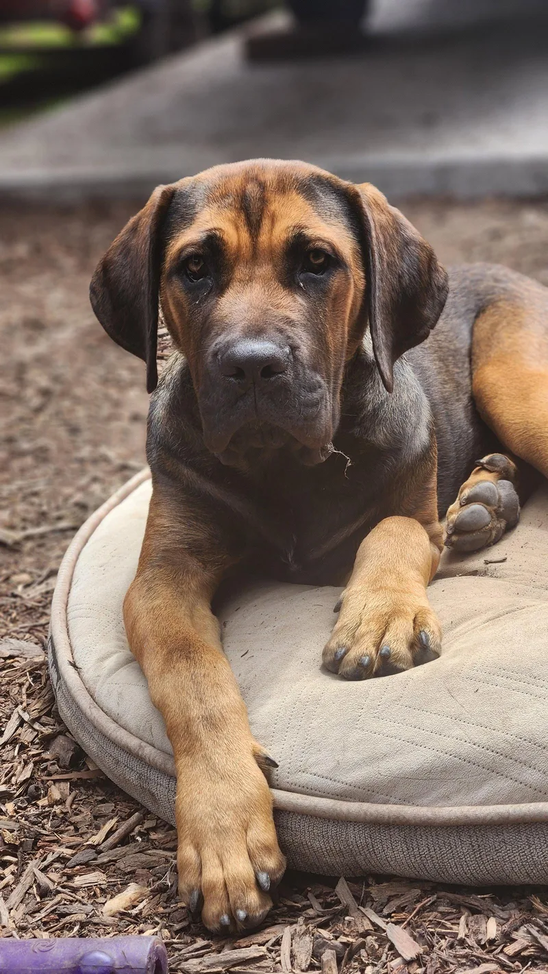 A young extra large-sized male Mastiff dog named Rowan for adoption in Sunnyvale, CA