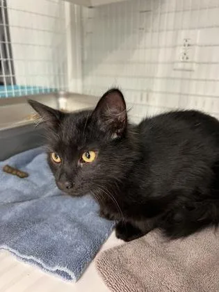 A baby medium-sized male Domestic Medium Hair cat named Jim for adoption in Elmira, NY