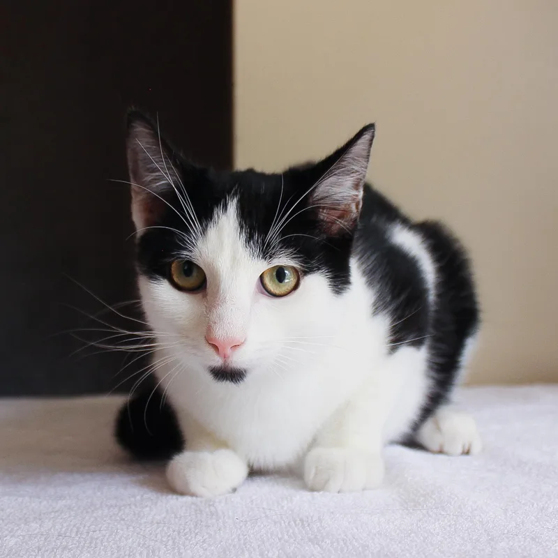 A young medium-sized male Black & White / Tuxedo Domestic Short Hair cat named Windsor for adoption in Wayne, NJ