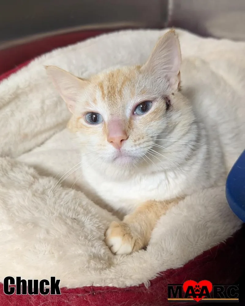 A young medium-sized male Siamese cat named Chuck for adoption in Maryville, TN