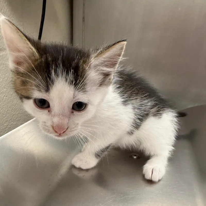 A baby small-sized male Domestic Short Hair cat named George for adoption in Council Bluffs, IA