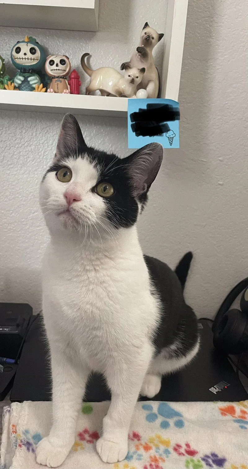 An adult medium-sized female Black & White / Tuxedo Domestic Short Hair cat named Susie for adoption in Vacaville, CA