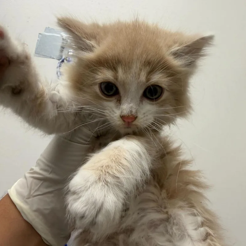 A baby small-sized female Buff / Tan / Fawn Domestic Long Hair cat named Soup Of The Day for adoption in Los Angeles, CA