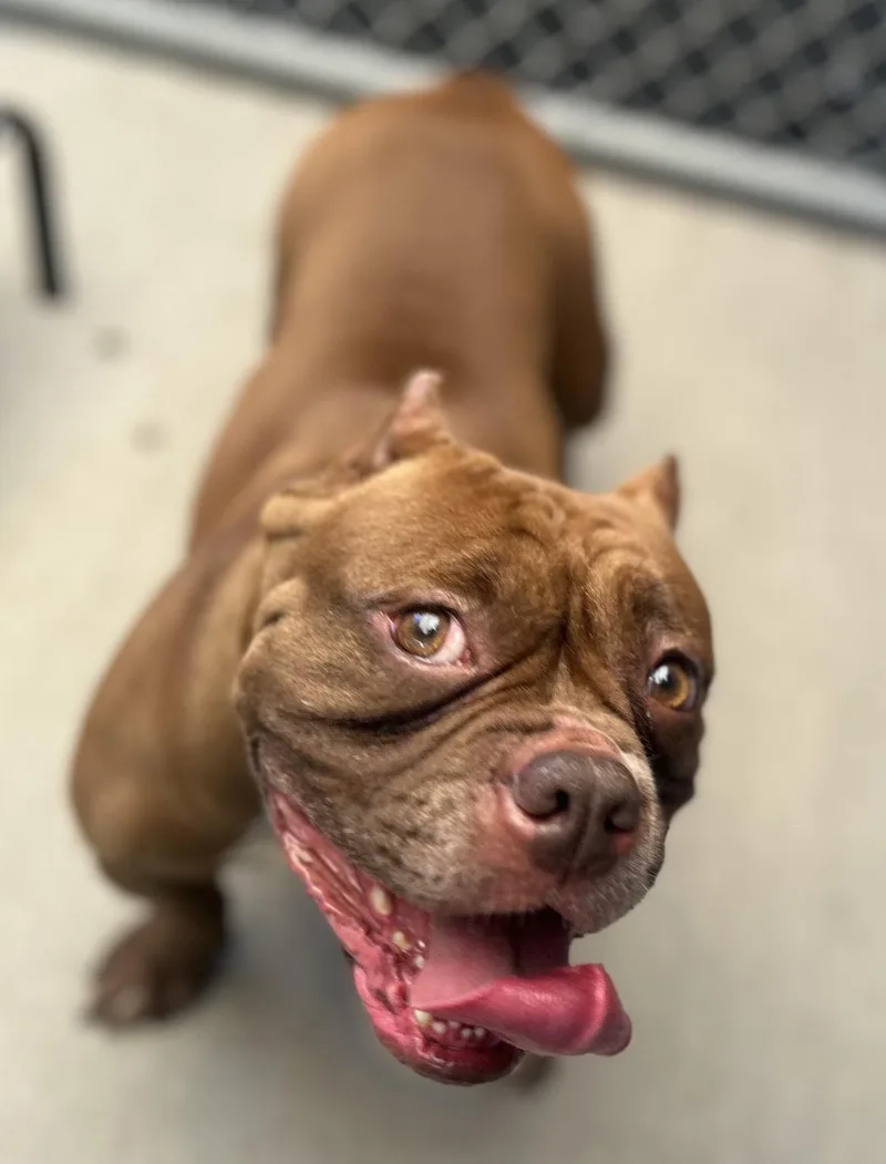 Nova