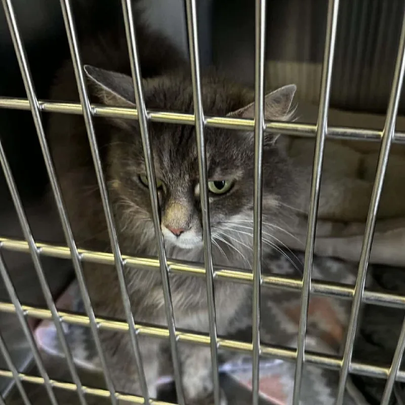 An adult medium-sized female Gray / Blue / Silver Domestic Medium Hair cat named Fluffy for adoption in Washington, DC