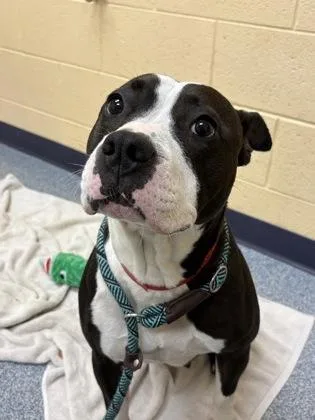 A young large-sized female Pit Bull Terrier dog named Mayflower for adoption in Westland, MI
