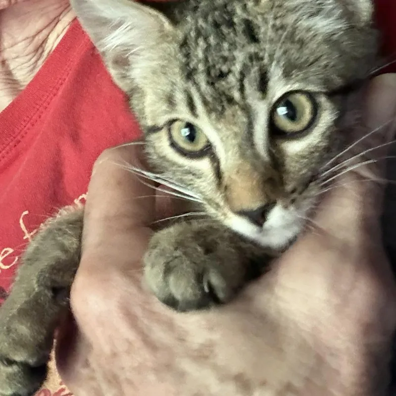 A baby small-sized male Gray / Blue / Silver Domestic Short Hair cat named Henry for adoption in Willows, CA