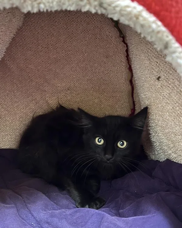 Hugo