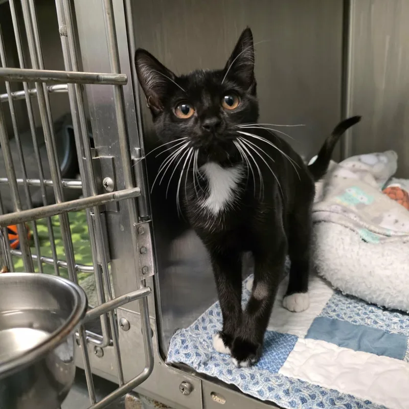 A baby medium-sized female Black & White / Tuxedo Domestic Short Hair cat named Pudding for adoption in Umatilla, FL