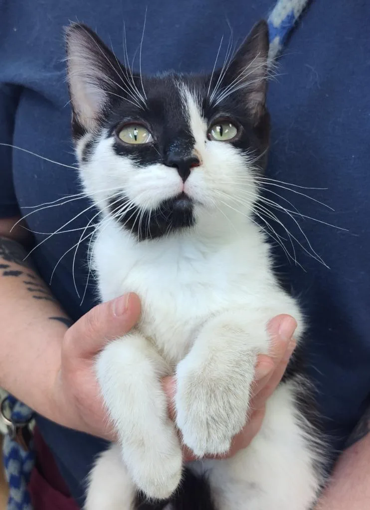A baby small-sized female Domestic Short Hair cat named Honey Bunches for adoption in Grand Forks, ND