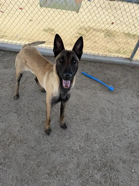 A young medium-sized male Belgian Shepherd / Malinois dog named Prince for adoption in Bakersfield, CA