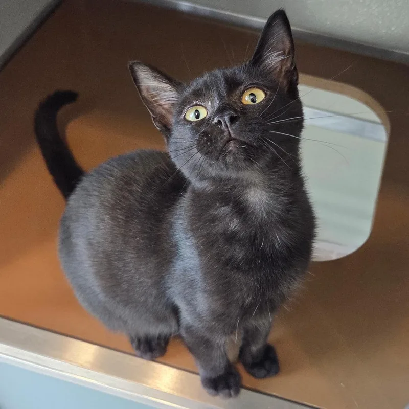A baby small-sized female Black Domestic Short Hair cat named Betty Boop for adoption in Chattanooga, TN